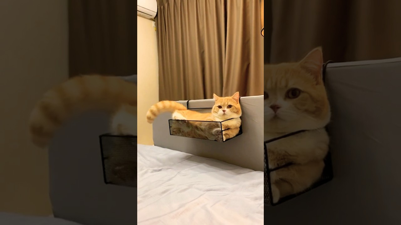 Why Do Cats Love Playing with Their Tails? #catplay  #petbehavior  #tailchase #pawsvo