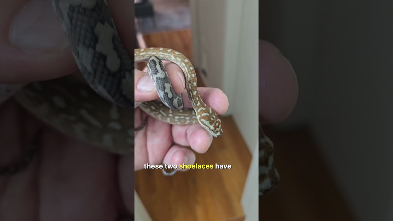 I've got a bunch of snakes free roaming in my house again. Let's check up on them!