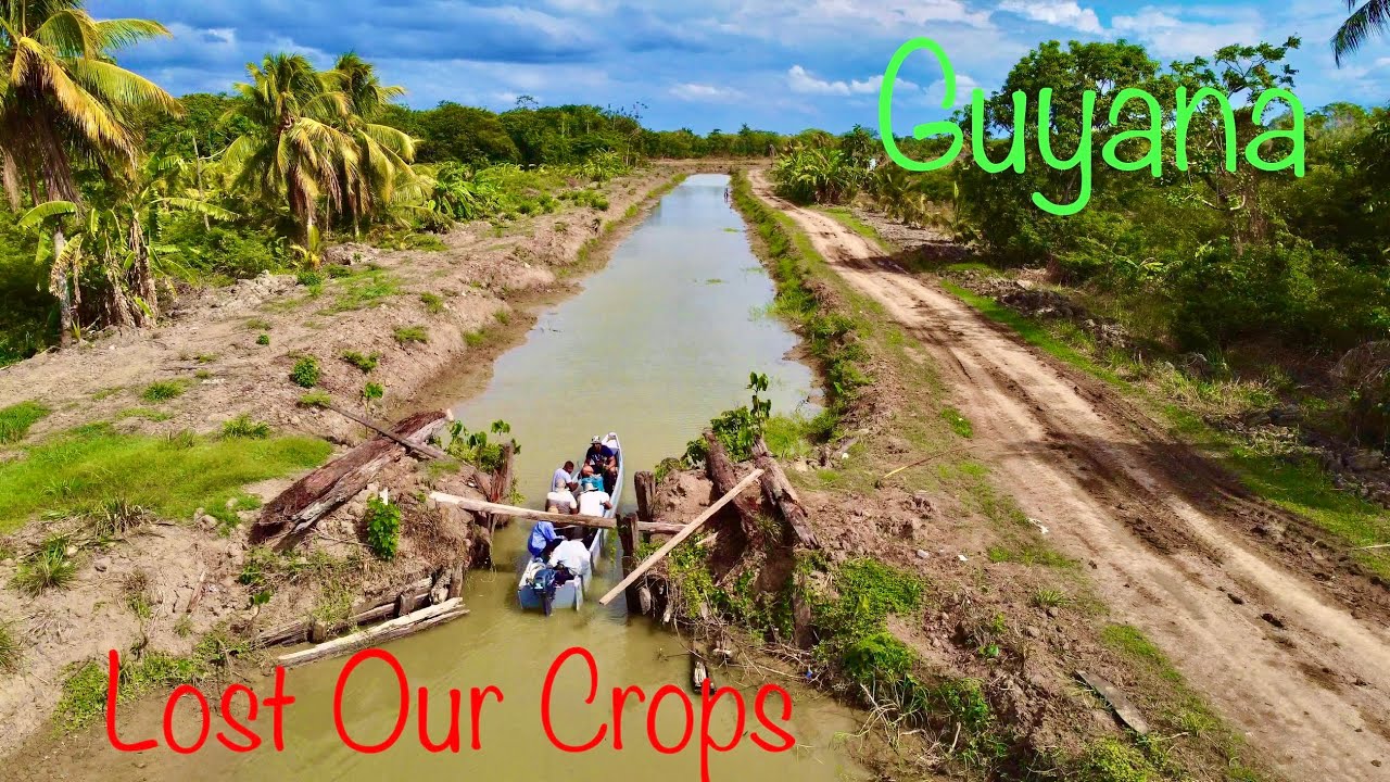 Lost Our Crops & Skeldon Market update after fire #Guyana #Farming #Skeldonmarket #Crazy