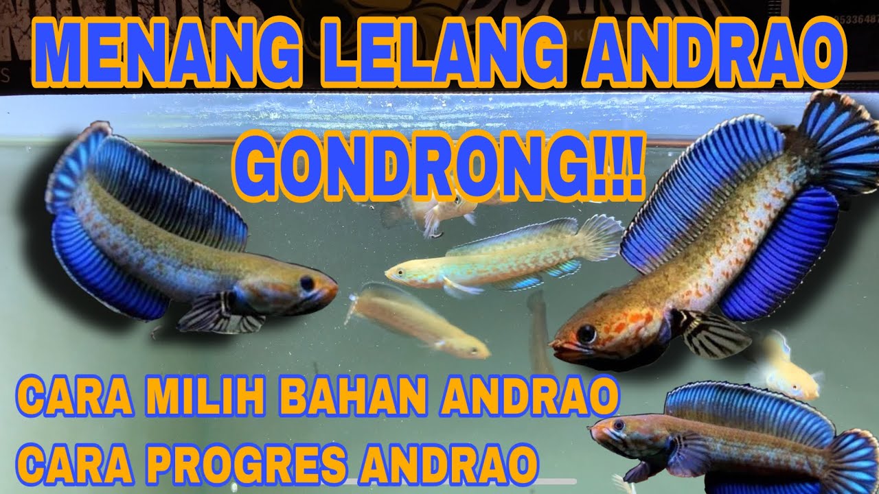 CARA PILIH BAHANAN ANDRAO DAN CARA TREATMEN ANDRAO ‼️#channaandrao #andrao