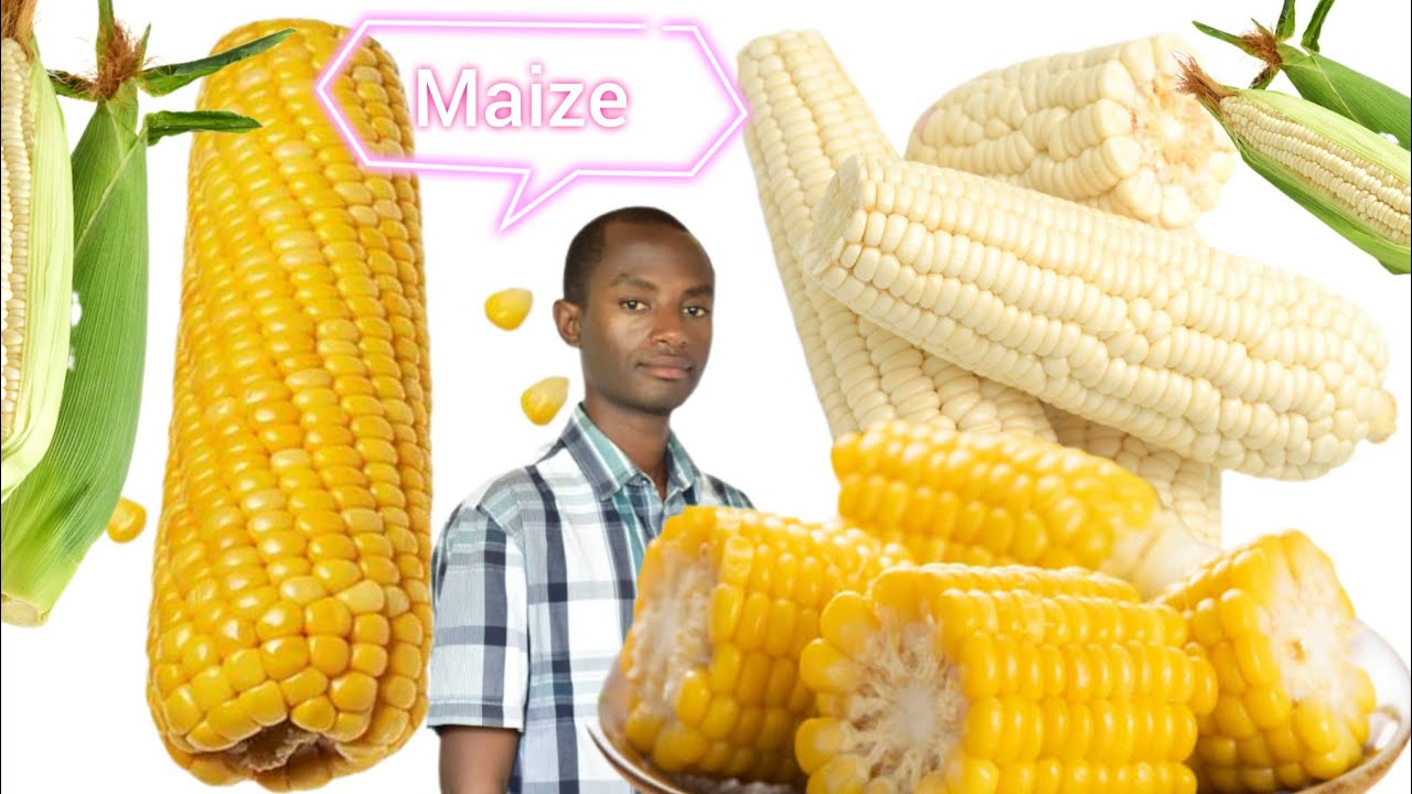Dore impamvu abana, abarwaye igifu n'amara bakwiye kurya ibigori. Akamaro k'ibigori.