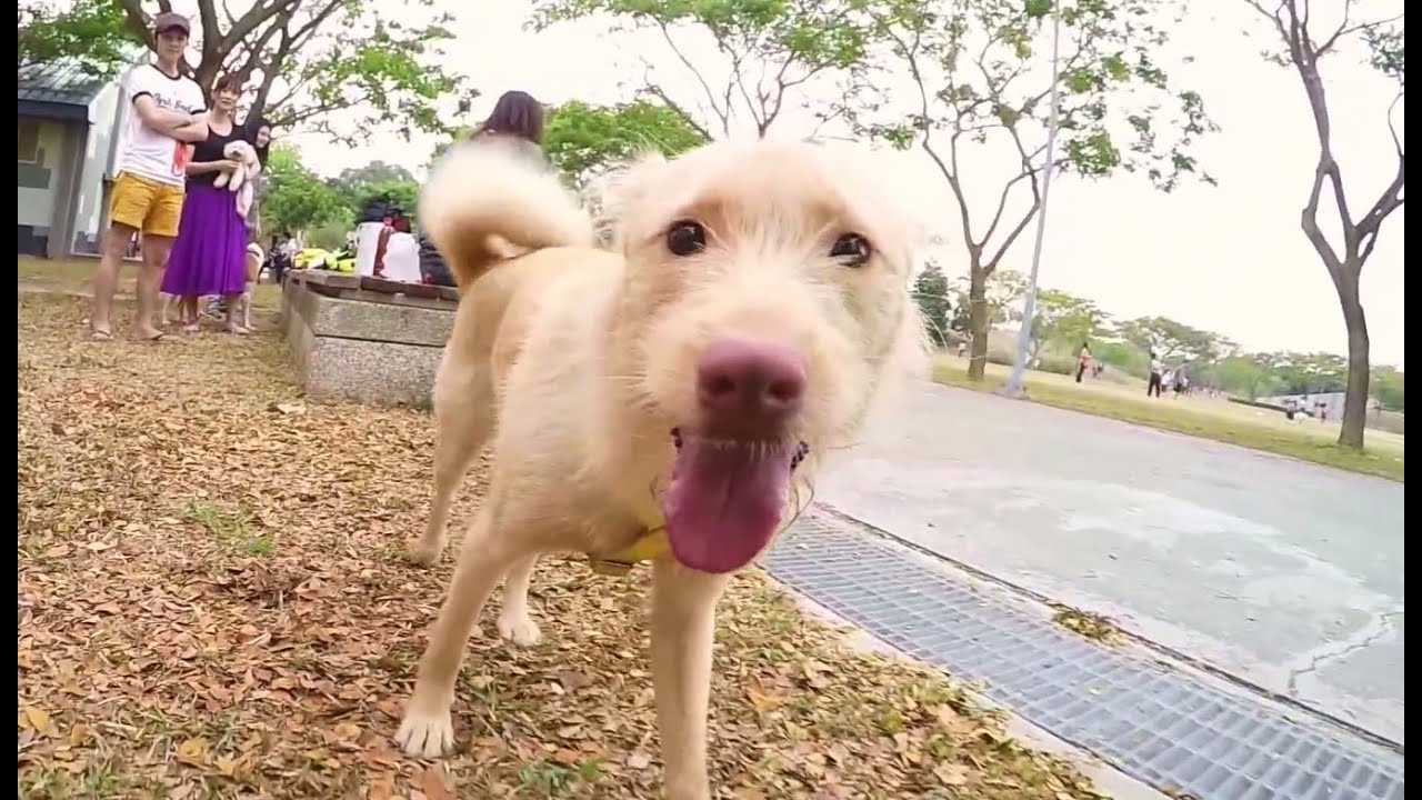 [1080p] Formosan Mountain Dog-Lady hangs out with friends