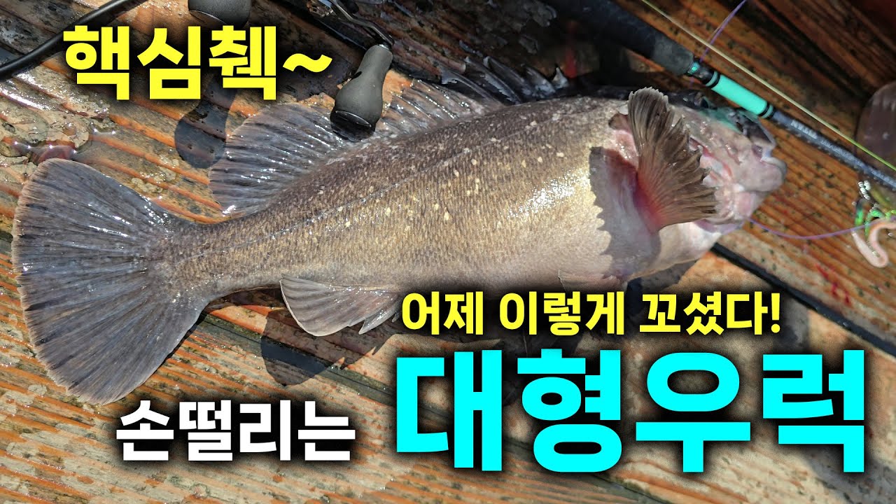 5짜급 대물우럭 지금이 제철? 우럭 입질 받는 비법 따로 있다. #우럭낚시 #침선낚시#어초낚시#우럭채비#우럭미끼#아오맥스#패턴티탄우럭#우럭회