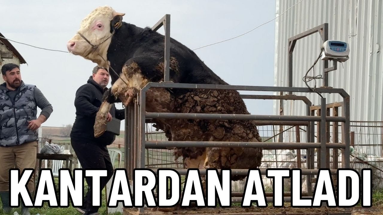 ARPASI FAZLA GELEN DANALAR MAŞALLAH