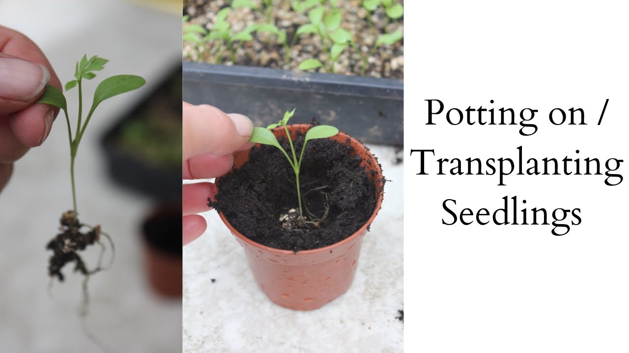 Transplanting Flower Seedlings | Potting On | Pricking Out Seedlings