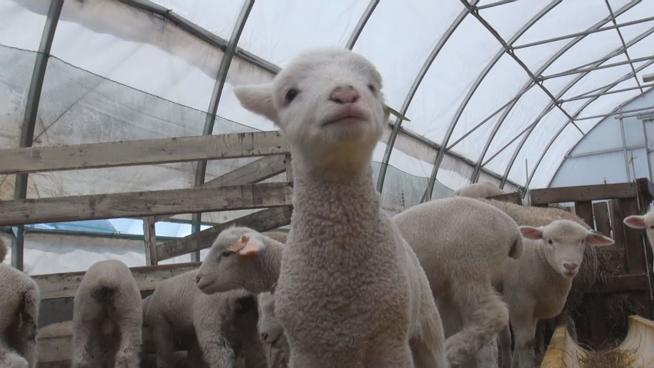 子羊２６０匹すくすく成長 北海道のテーマパーク