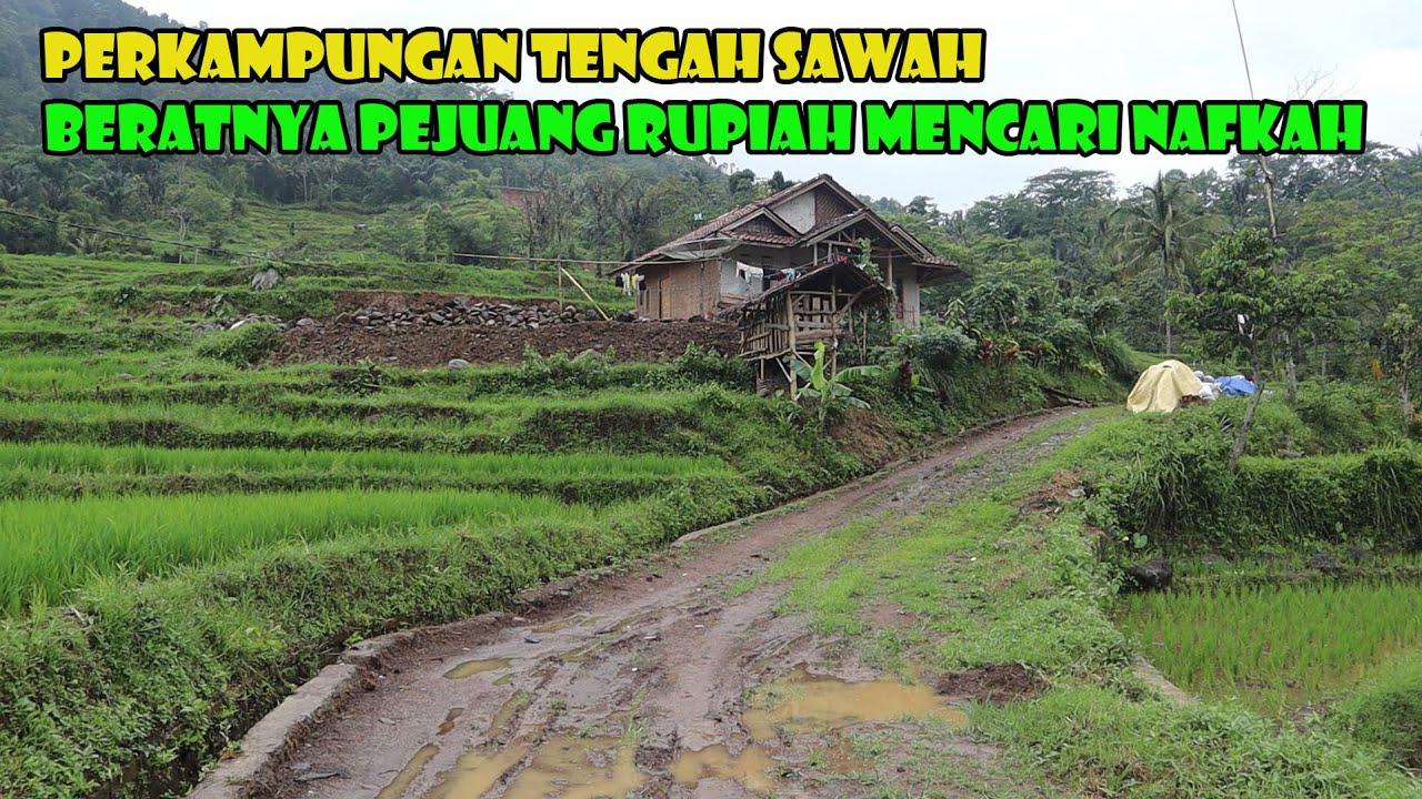Suasana Hujan Di Perkampungan Tengah Sawah. Beratnya Pejuang Rupiah Mencari Nafkah.