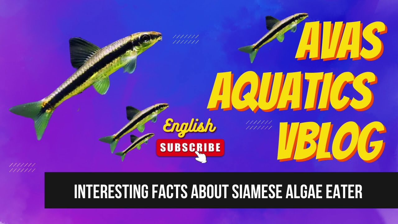 Interesting facts about siamese algae eater  #algaeeater #fishkeeping #fishinglife #fishhobbyist