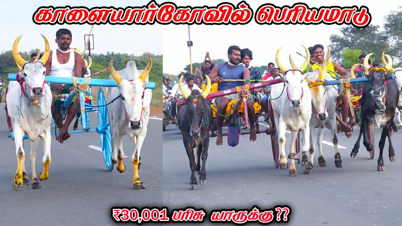 6காளையார்கோவில்-பெரியமாடு-பந்தயம்_24.01.2026_V_Photography