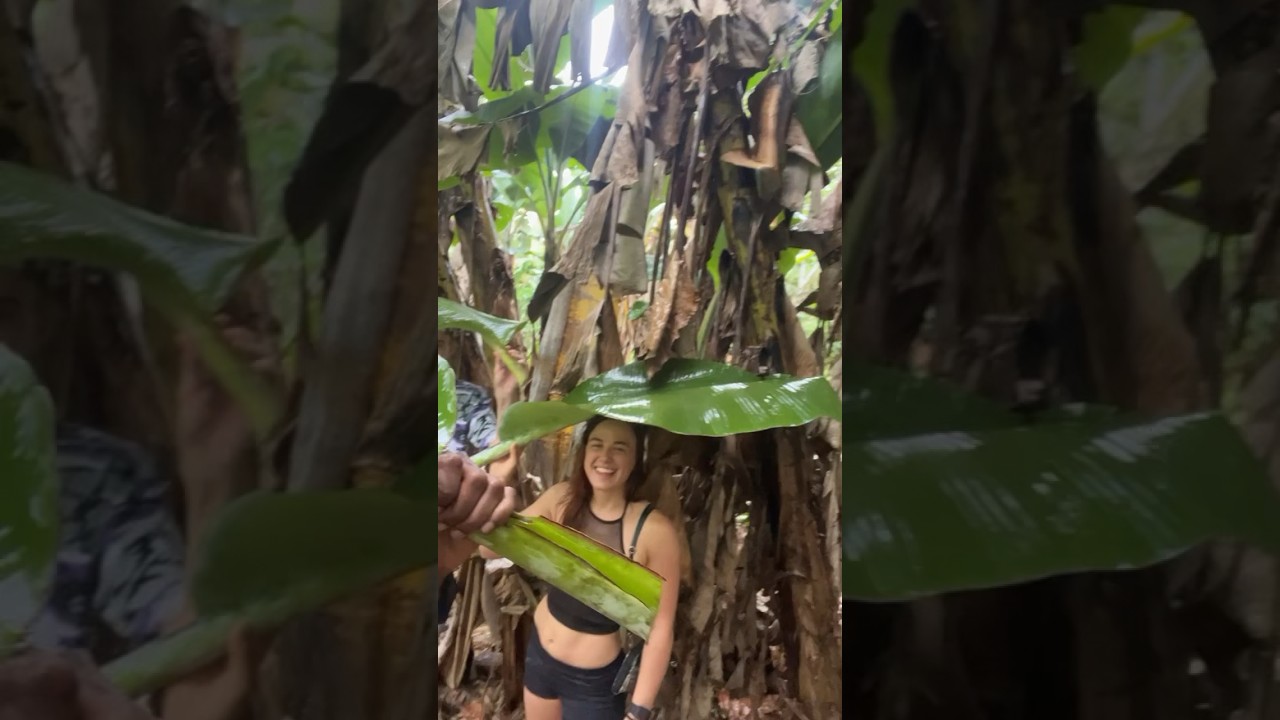 NATURAL UMBRELLA 🇯🇲☔️ #bananaleaf #jamaica #caribbean #bush #travel #banana #rain #umbrella