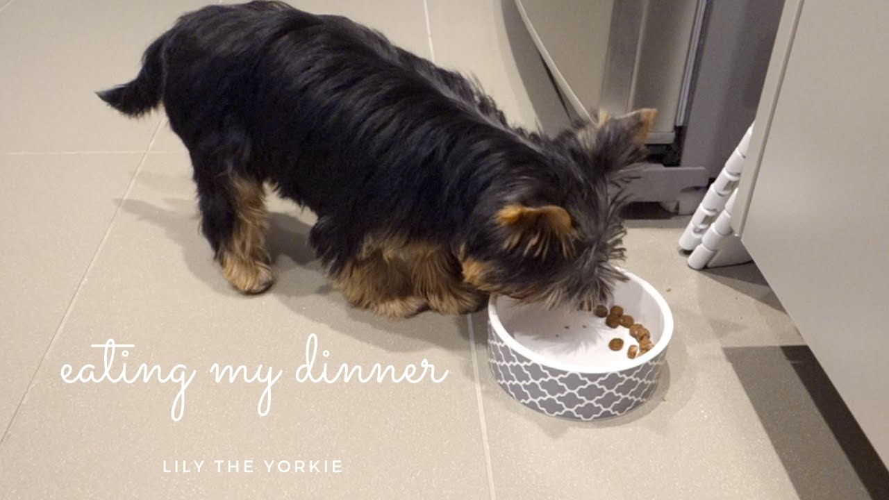 Puppy dog eating her dinner | Yorkshire Terrier