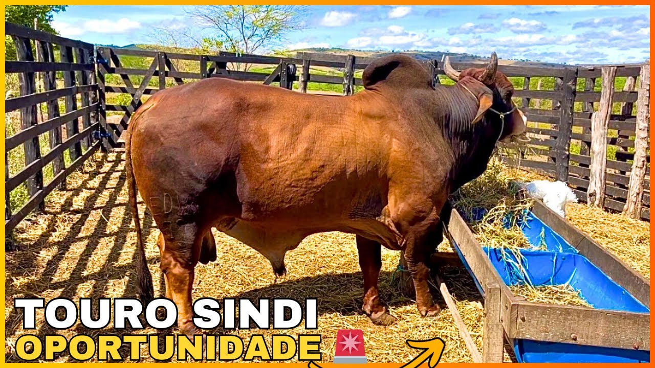 TOURO SINDI PO REGISTRADO DISPONÍVEL ✅