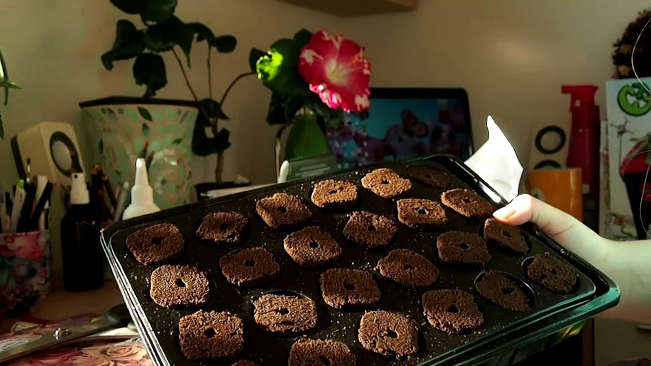 Root It Propagator Kit