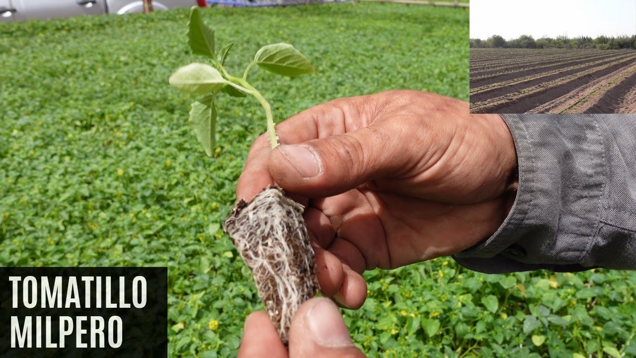 Siembra de tomatillo milpero. Desarrollo de plántula y riego por goteo
