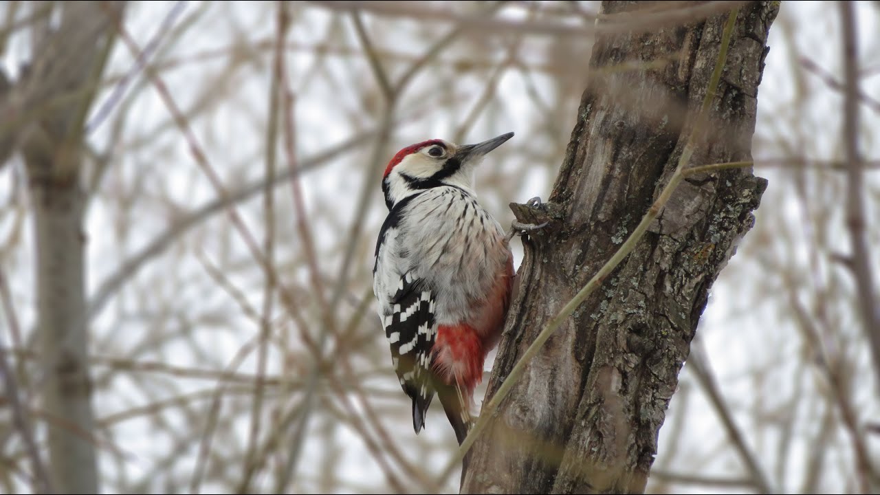 Белоспинный Дятел +1 в коллекцию! / White-backed Woodpecker