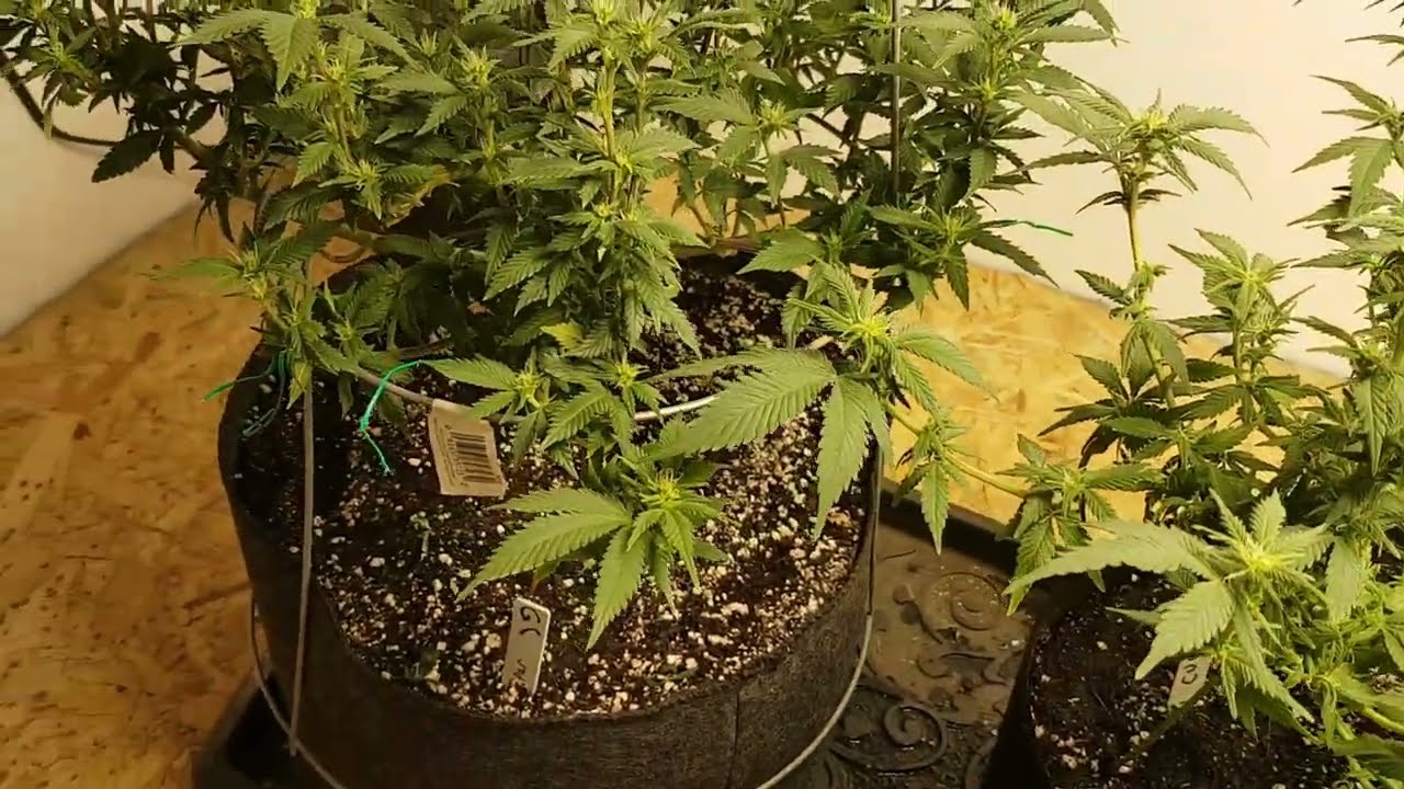 Hello what have we here? #GreenCrack and #AlienTechnology 2 wks from flip. A #Cannabis Grow story