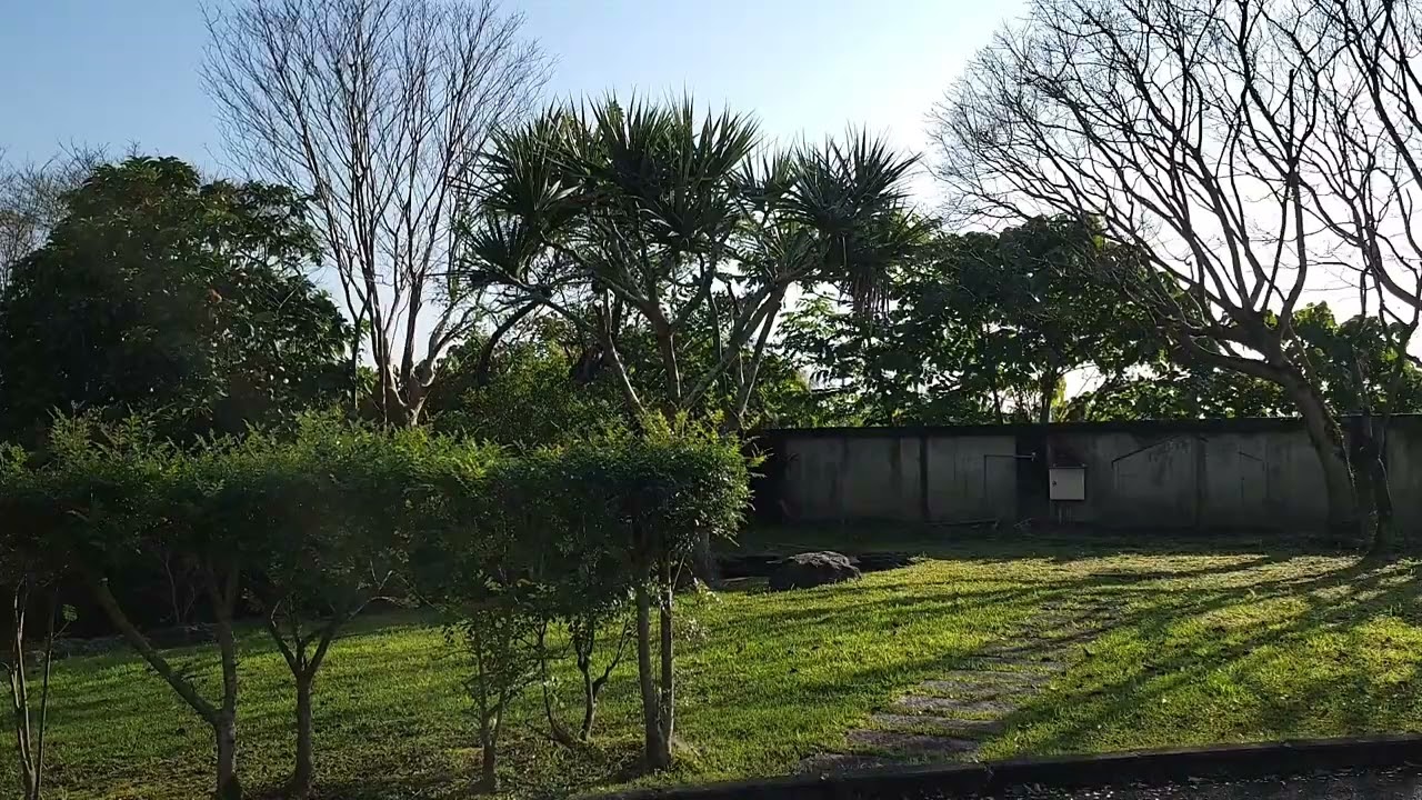 透早 綠草光影