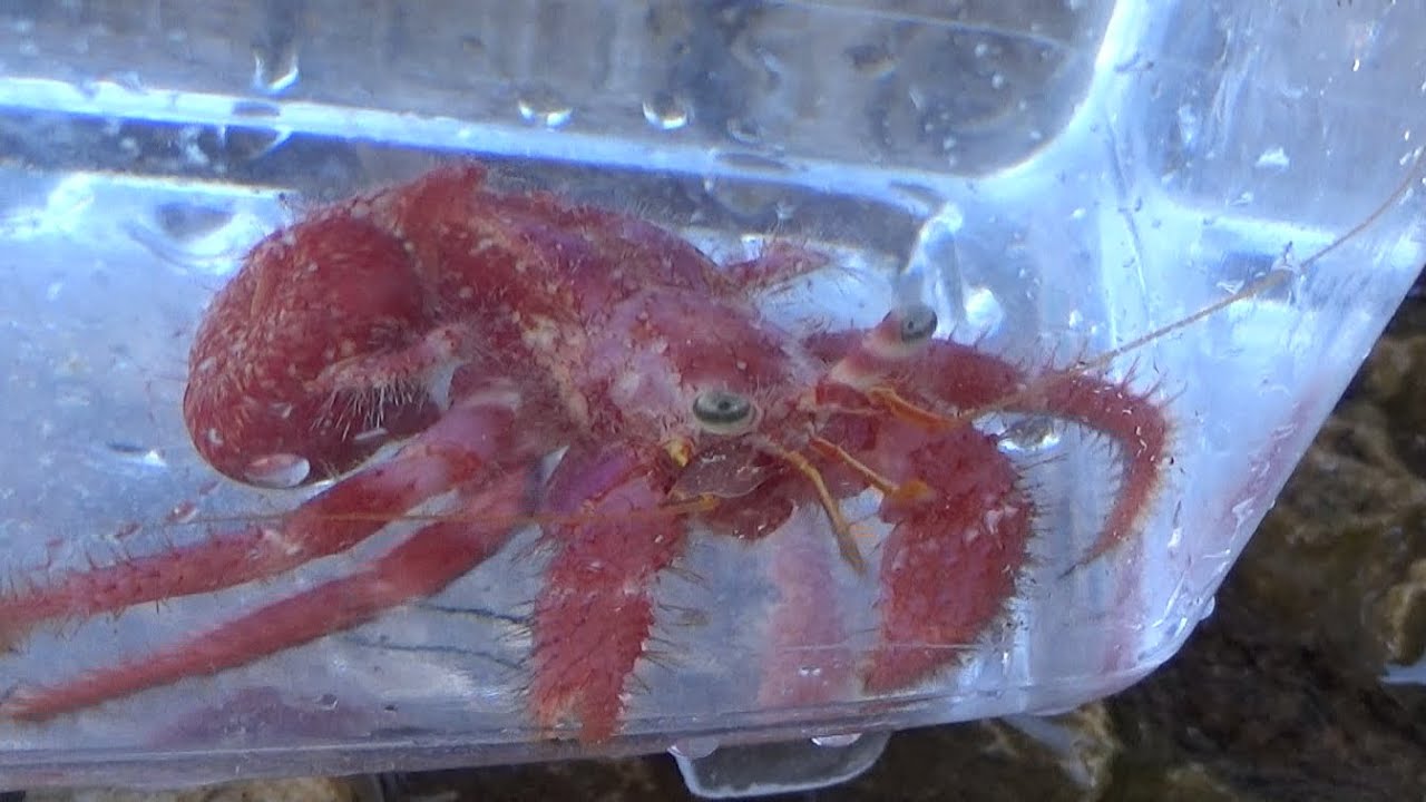 Ermitaño gigante (Dardanus calidus). El coloso de los ermitaños mediterráneos. GONZALO.