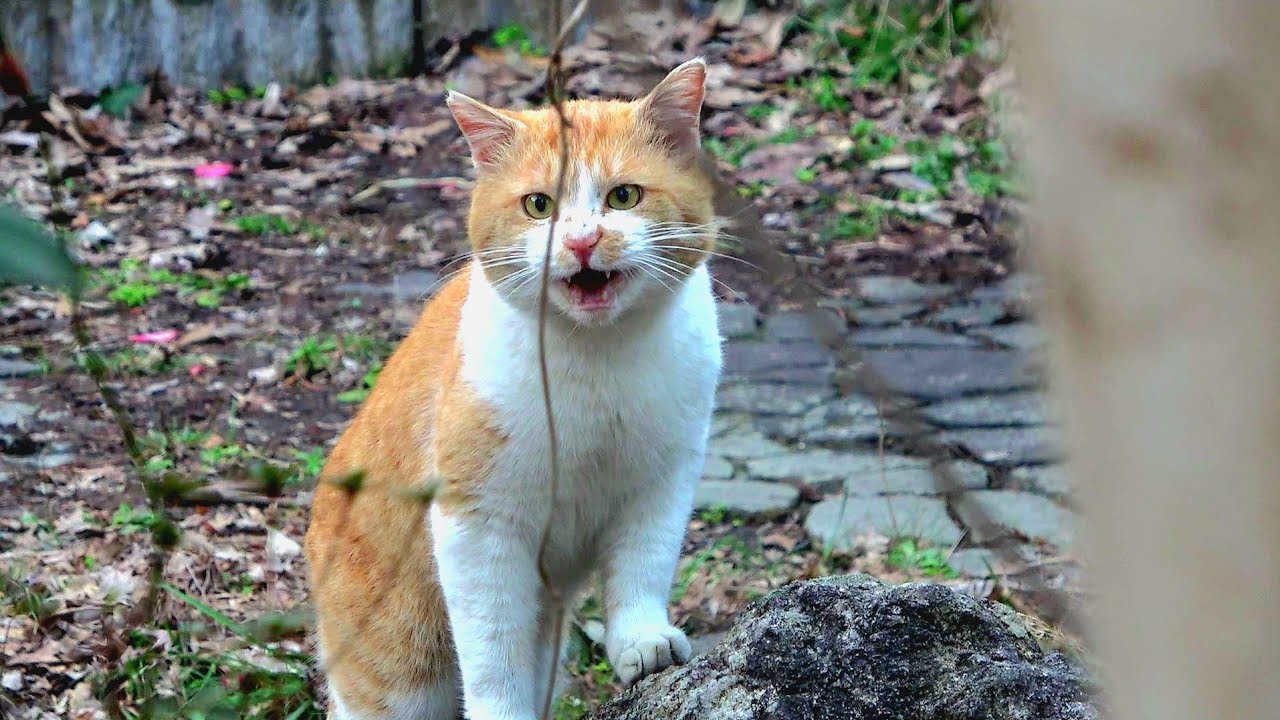 発情期のオス猫が強烈な鳴き声でメス猫に迫って来た時😲