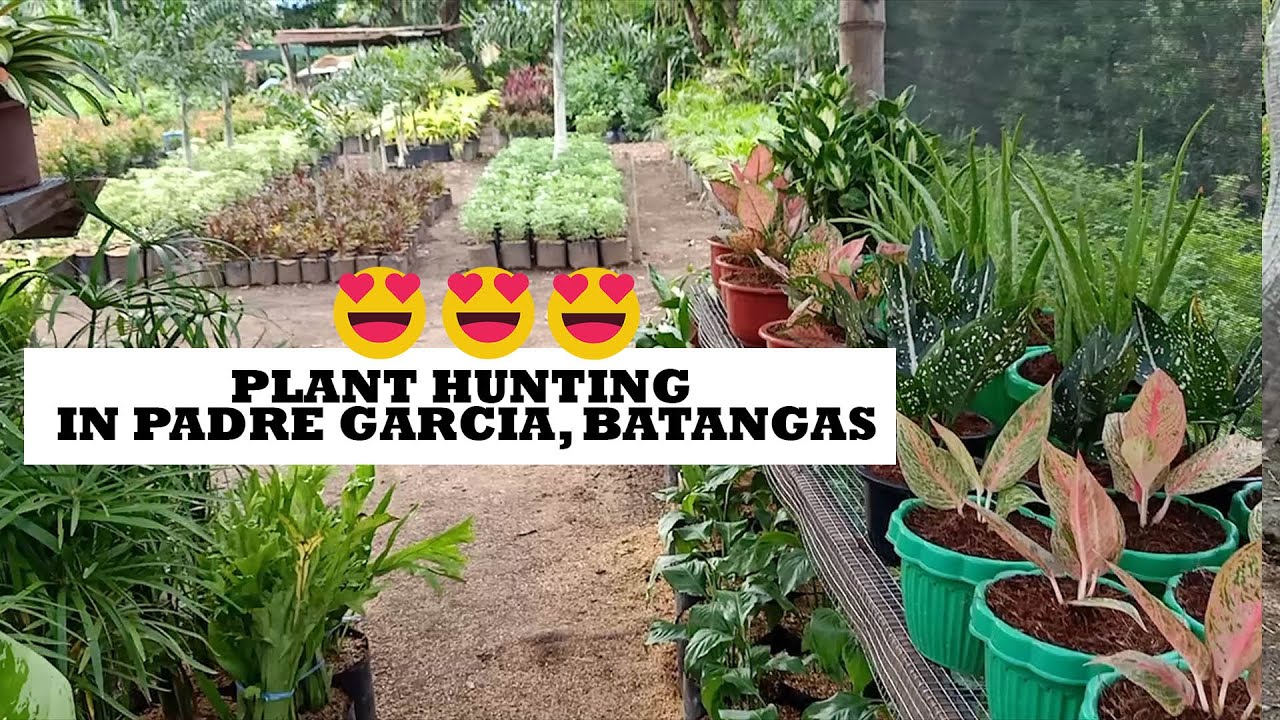 Plant Hunting in Padre Garcia, Batangas