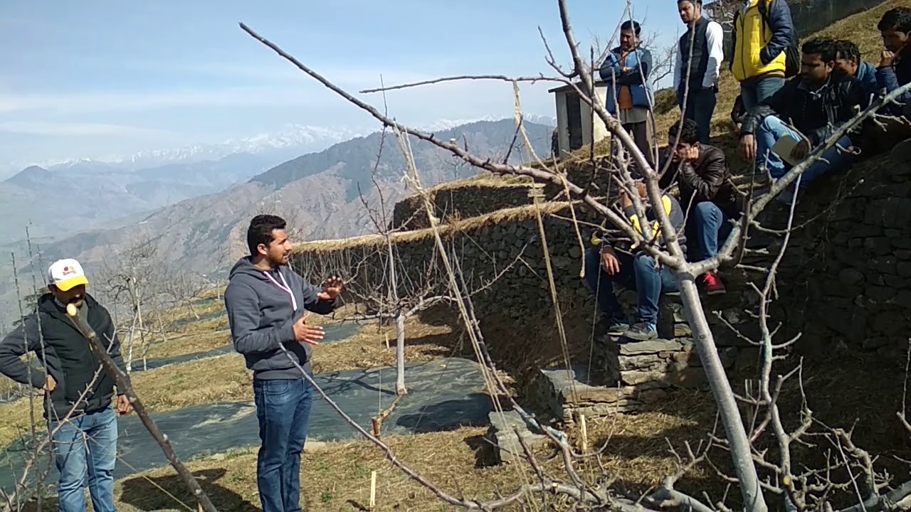 Chanshal apple🍎 || Apple Orchad vijay stock Exposer visit Shimla narkhanda 2018