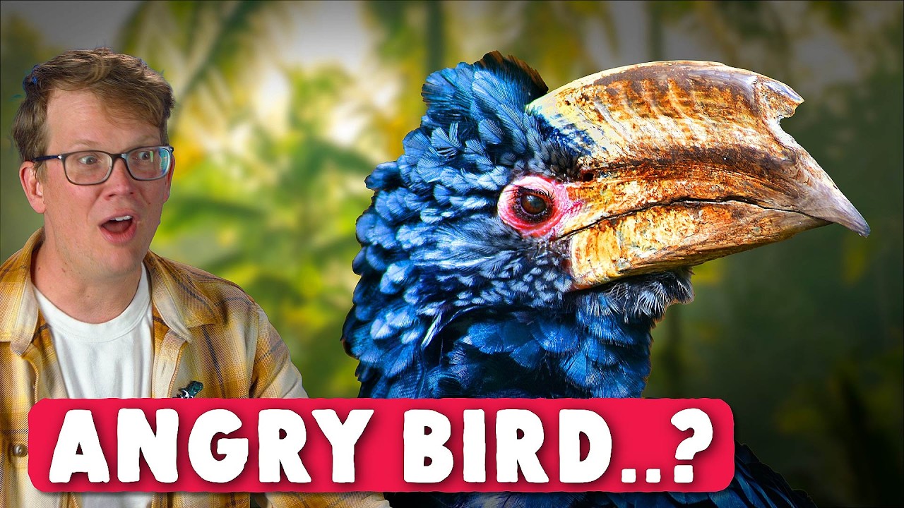 Why Do Hornbills Look So Mad?