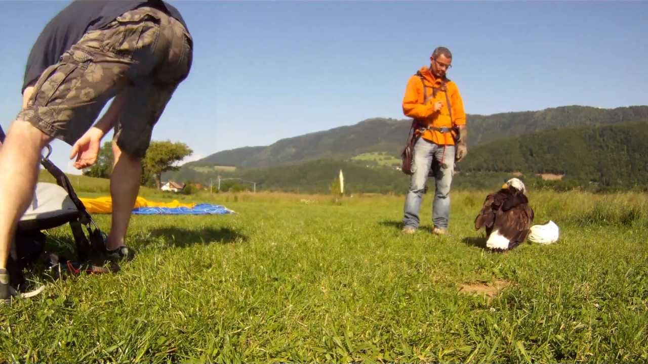 Vol biplace magique avec Sherkan, un aigle pygargue (GoPro HD)