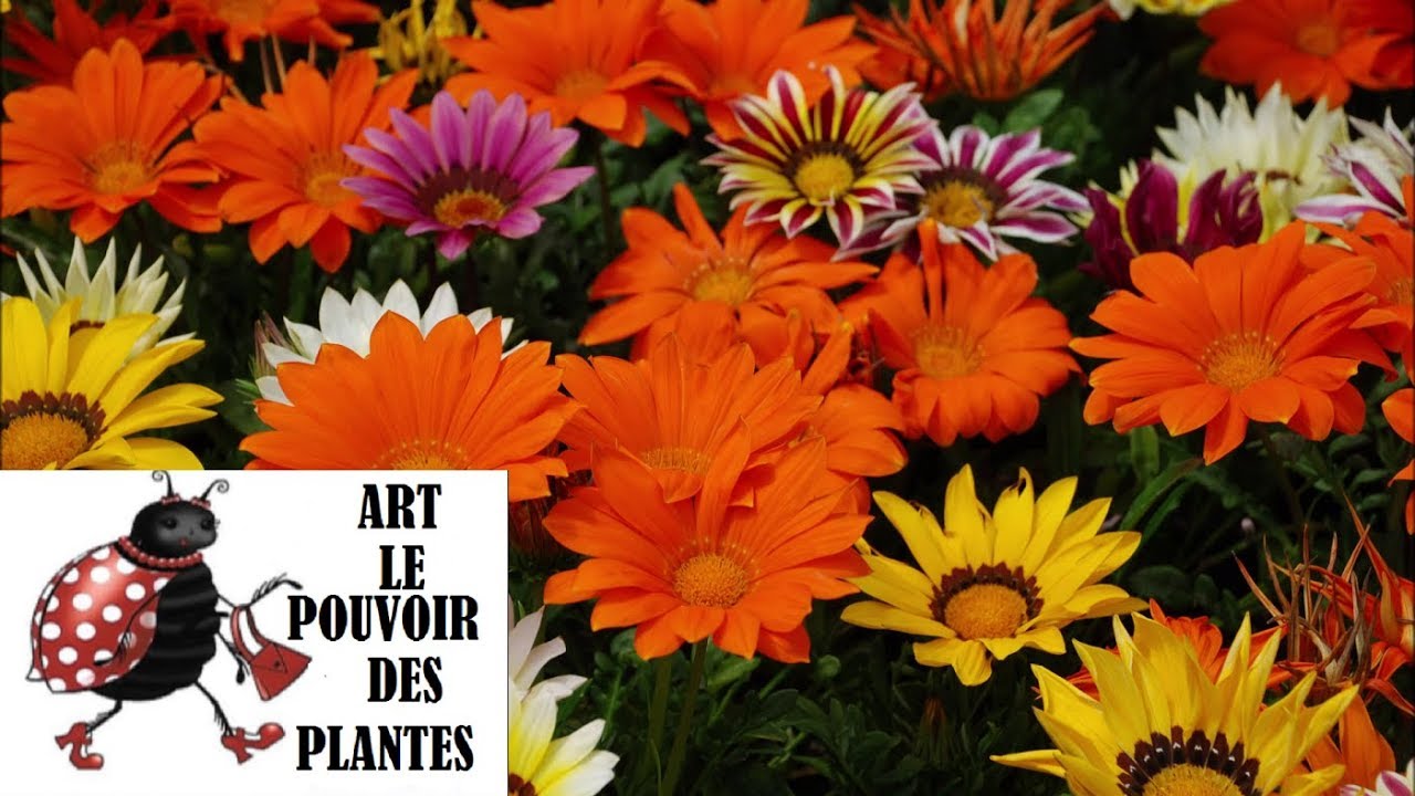 Conseils jardinage :Gazania, semis, culture, entretien, hivernage: Plante annuelle