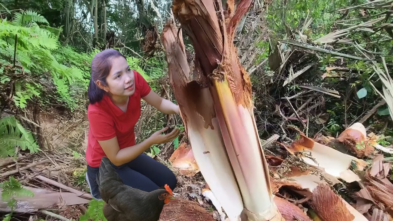 Harvesting Palm Roots Behind The House Goes To The Market Sell, Cooking Palm Tubers Stewed