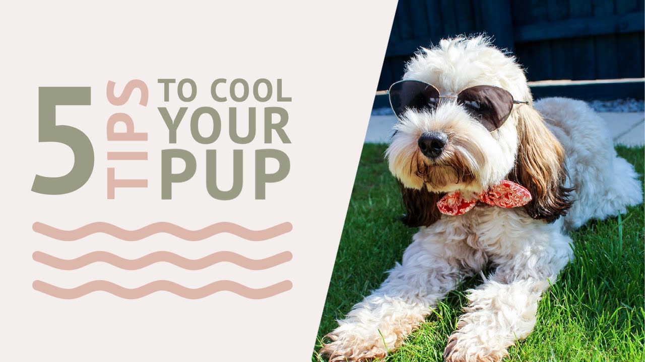 5 WAYS TO COOL YOUR DOG: How to keep your puppy cool and prevent them overheating during the summer