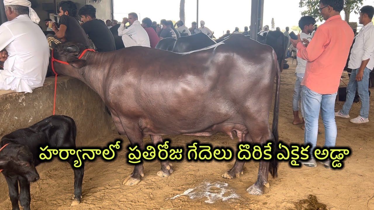 హర్యానా నుండి గుంటూరు విజయవాడ రాజమండ్రి వెళ్తున్న ముర్రా జాతి గేదెలు.. #Hyderabad murrah buffalo #