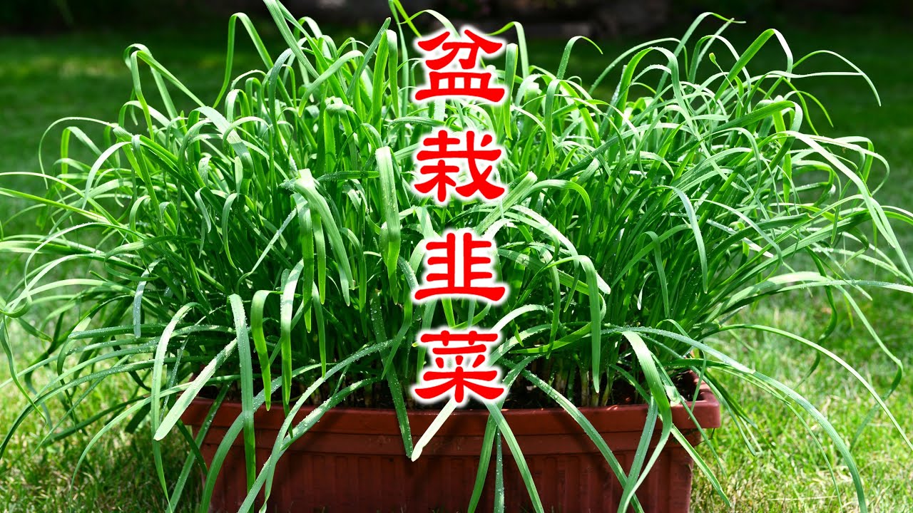 韭菜盆栽，怎样才能高产？/ How to grow garlic chives (Chinese chives) in a pot?