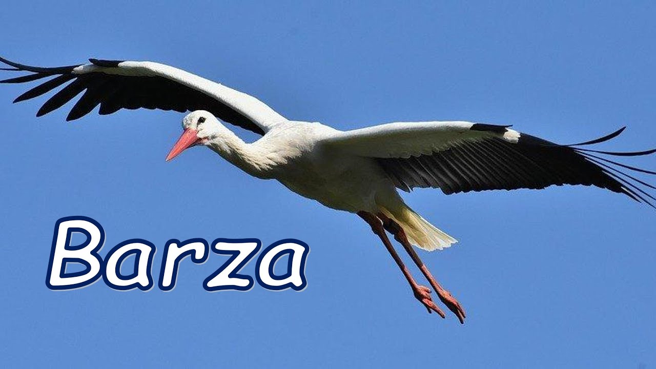 Păsări călătoare - BARZA | Cunoașterea mediului