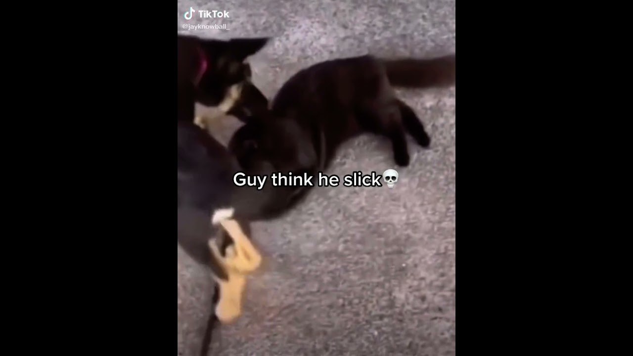 💀even if his tail wagging isn&rsquo;t any excuse🤦&zwj;♂️🤷&zwj;♂️