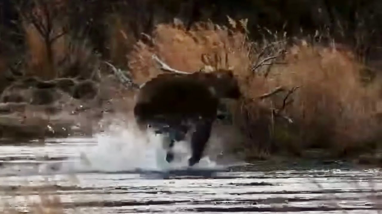 Otis chases somebear into the raptor grass!  2023-10-11 c. 7:15pm KRV explore.org