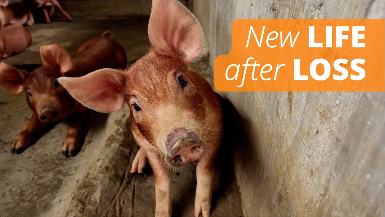 Grief and poverty are mended through the gift of pigs.