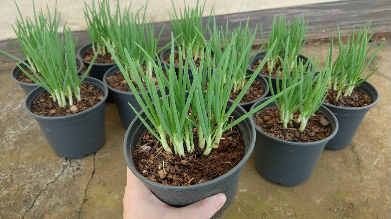 GR&Aacute;TIS! Desse JEITO voc&ecirc; consegue ter TEMPERO VERDE em CASA sem gastar NADA