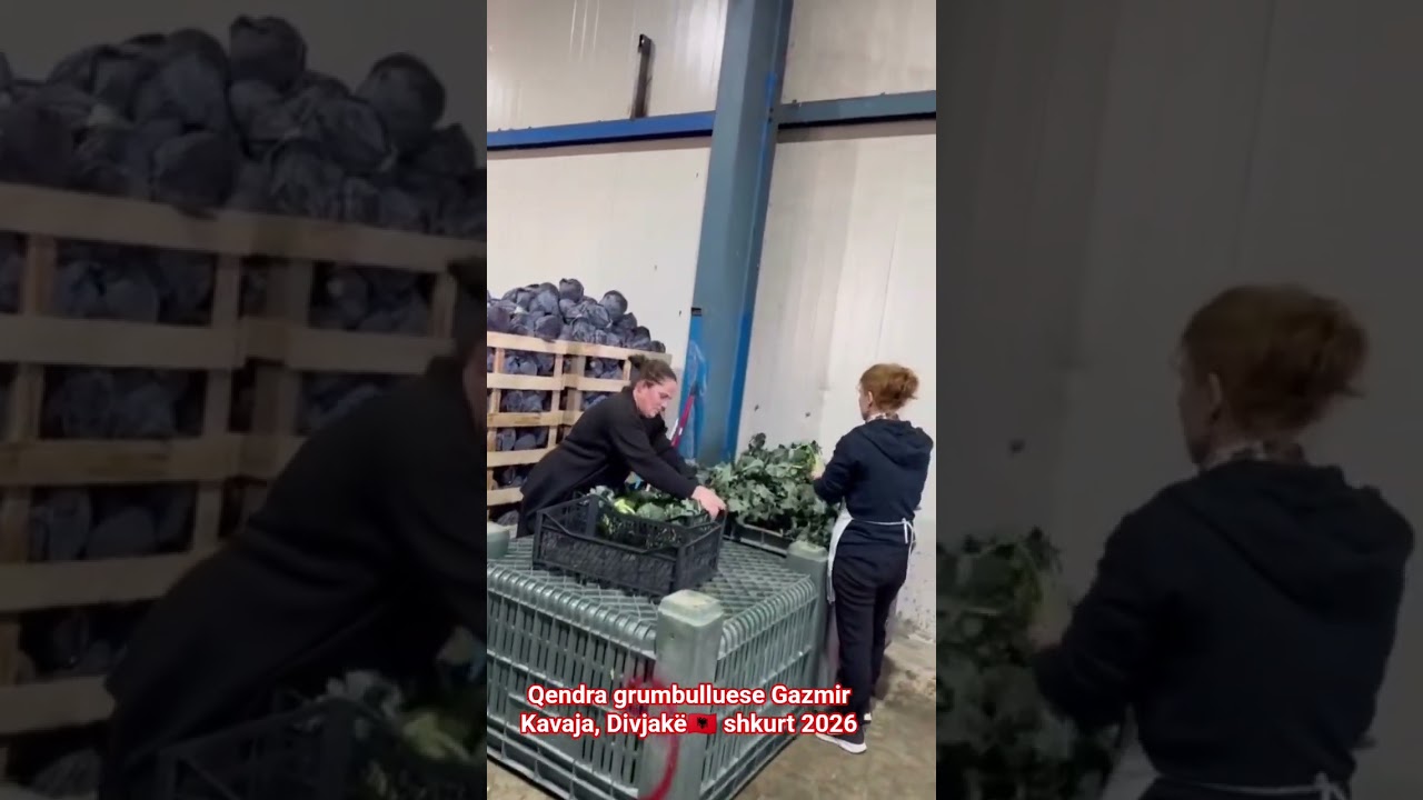 Албанские работницы, центр сбора Газмира Каваджи в Дивьяке