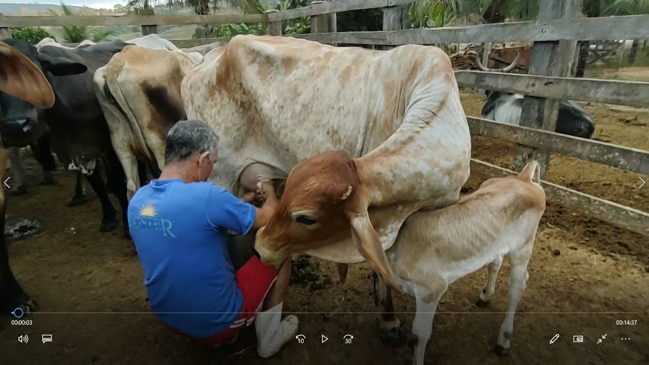 Pipoca Tirando Leite de suas Vaquinhas no Curral Pela Manhã Enquanto os Bezerros Mamam nas Mães.