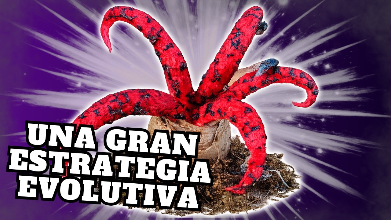 Hongos que parecen algo más... Cuernos Hediondos | Phallales