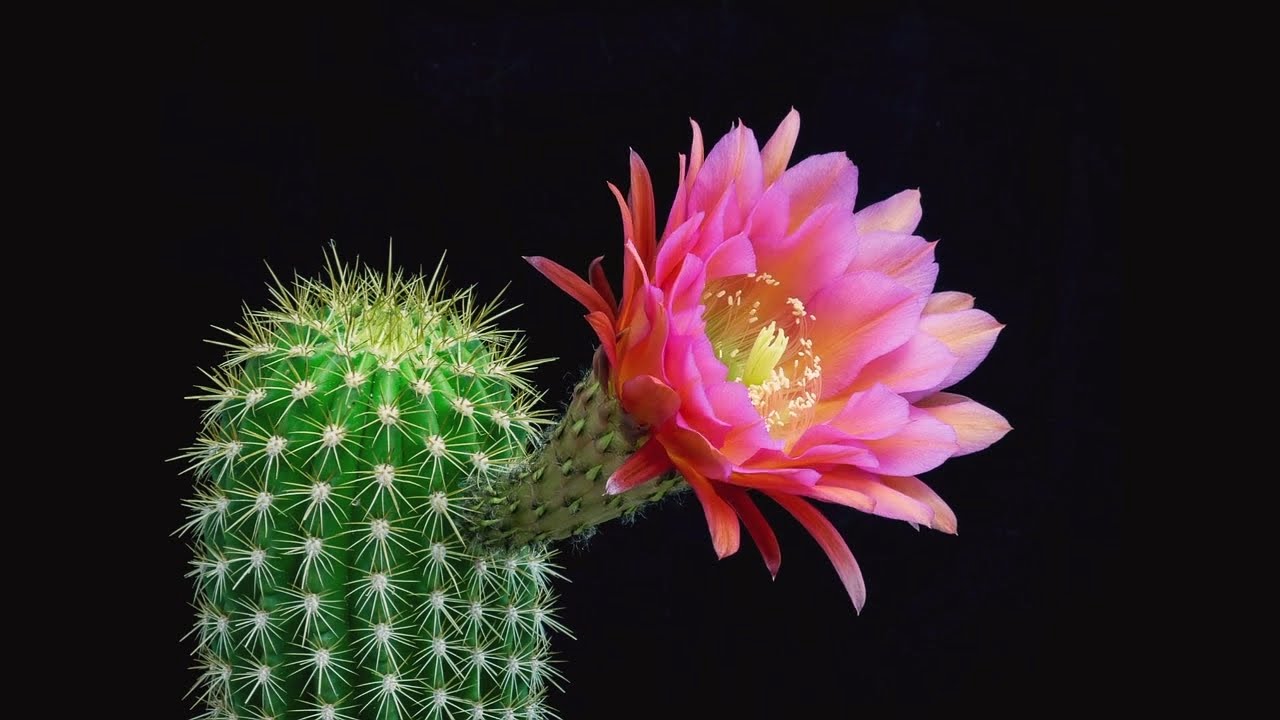 Surprisingly beautiful flowering HD
