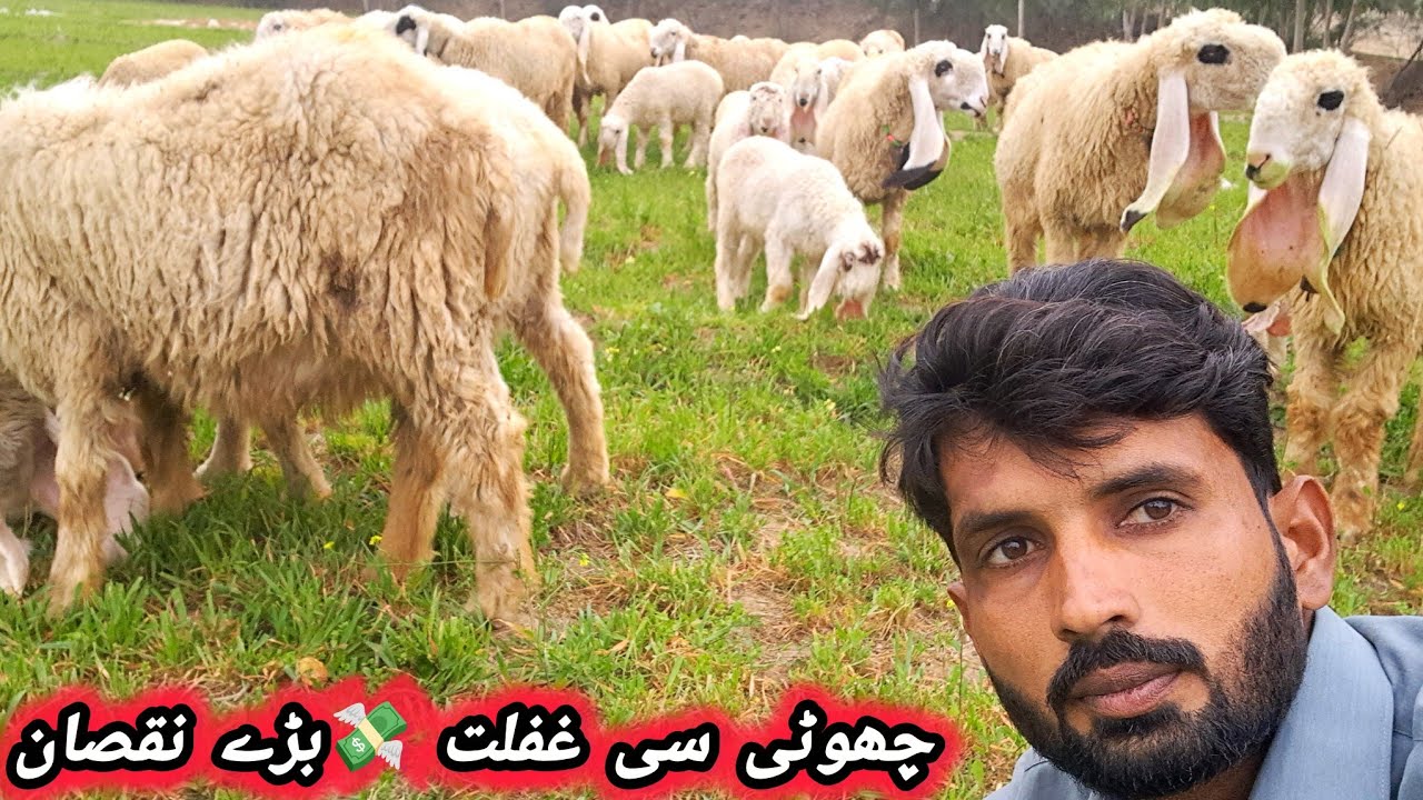 بھیڑ فارمنگ کرنے سے پہلے یہ ویڈیو ضرور دیکھیں