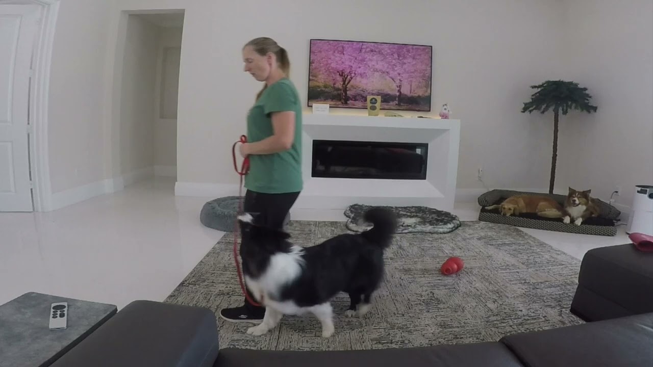 Koda - practicing Rally TEAM 1 skills on leash - 04-18-2024