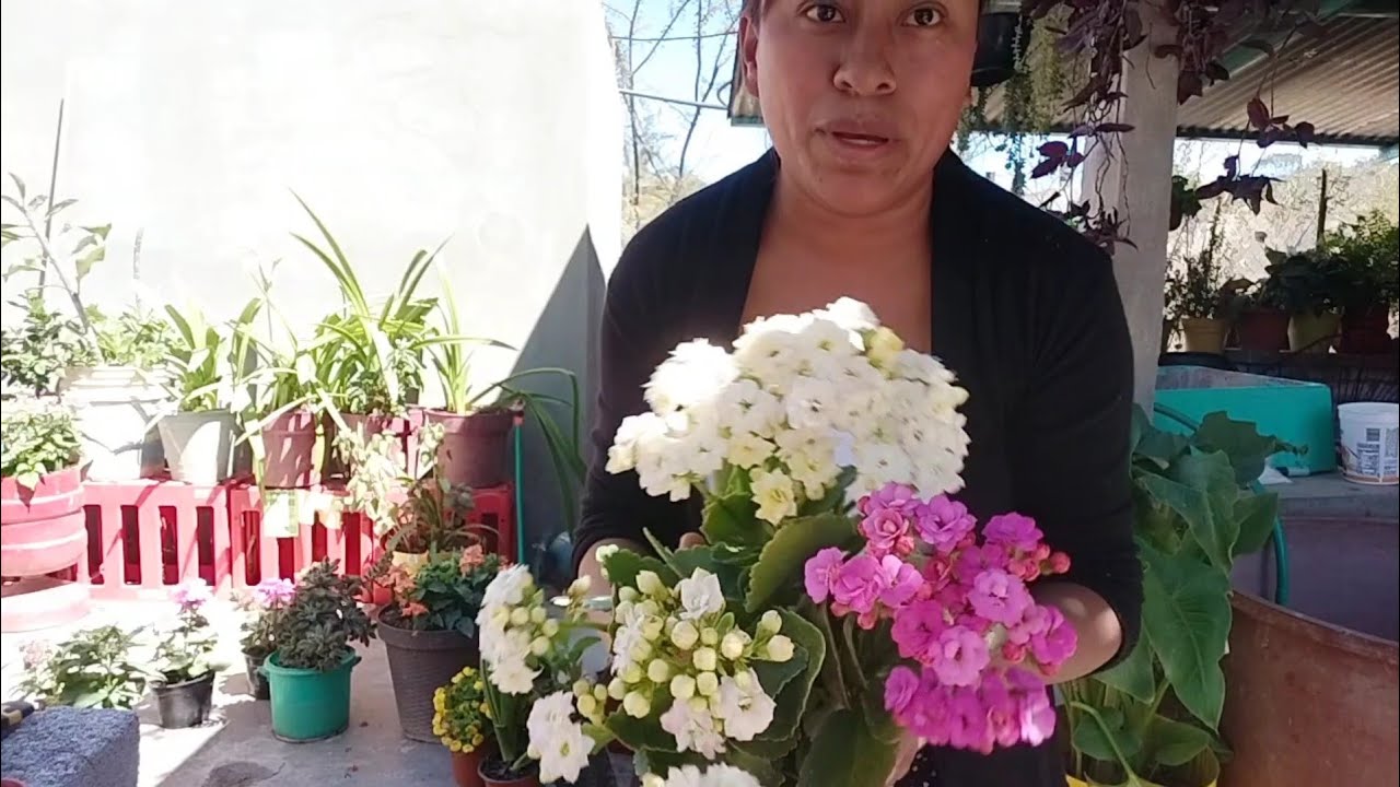 ТАК МНОГО НУЖНО ПЕРЕСАДИТЬ, У МЕНЯ ТАК МНОГО РАСТЕНИЙ ВМЕСТЕ 🪻🥀