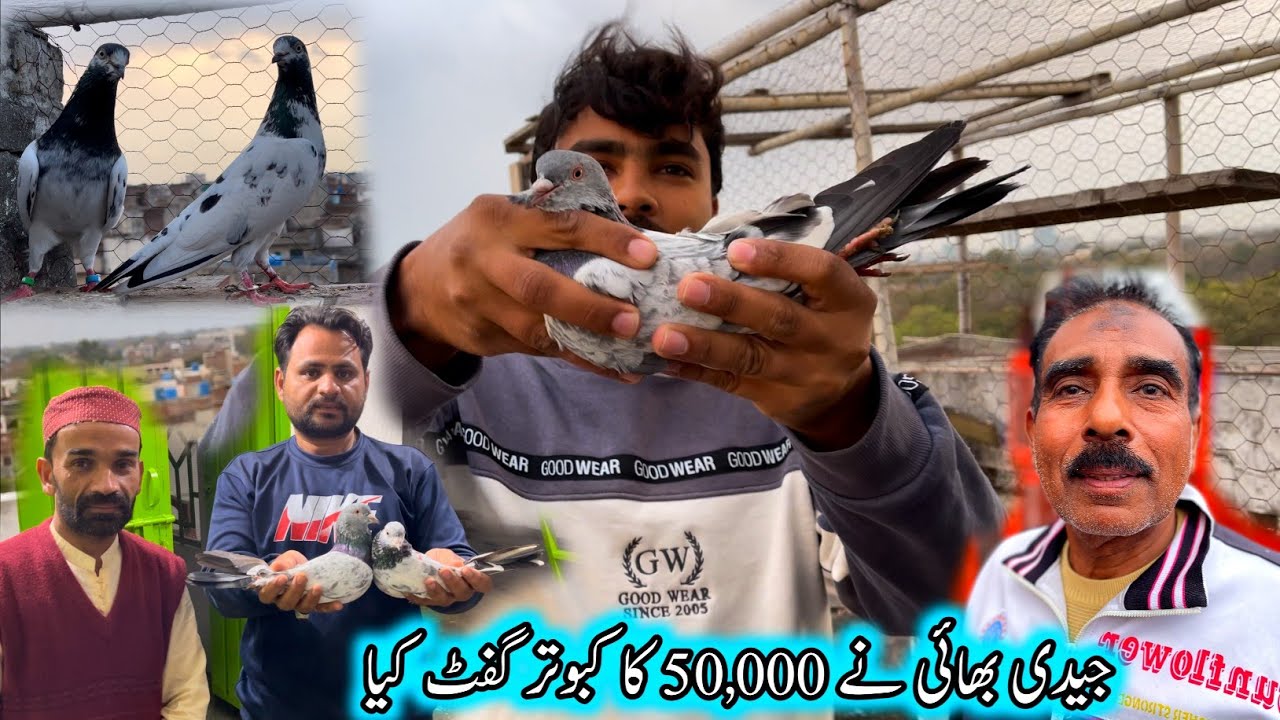 Jadi Bhai Ne Mia Wala Kabootae Gift Kiya 🎁