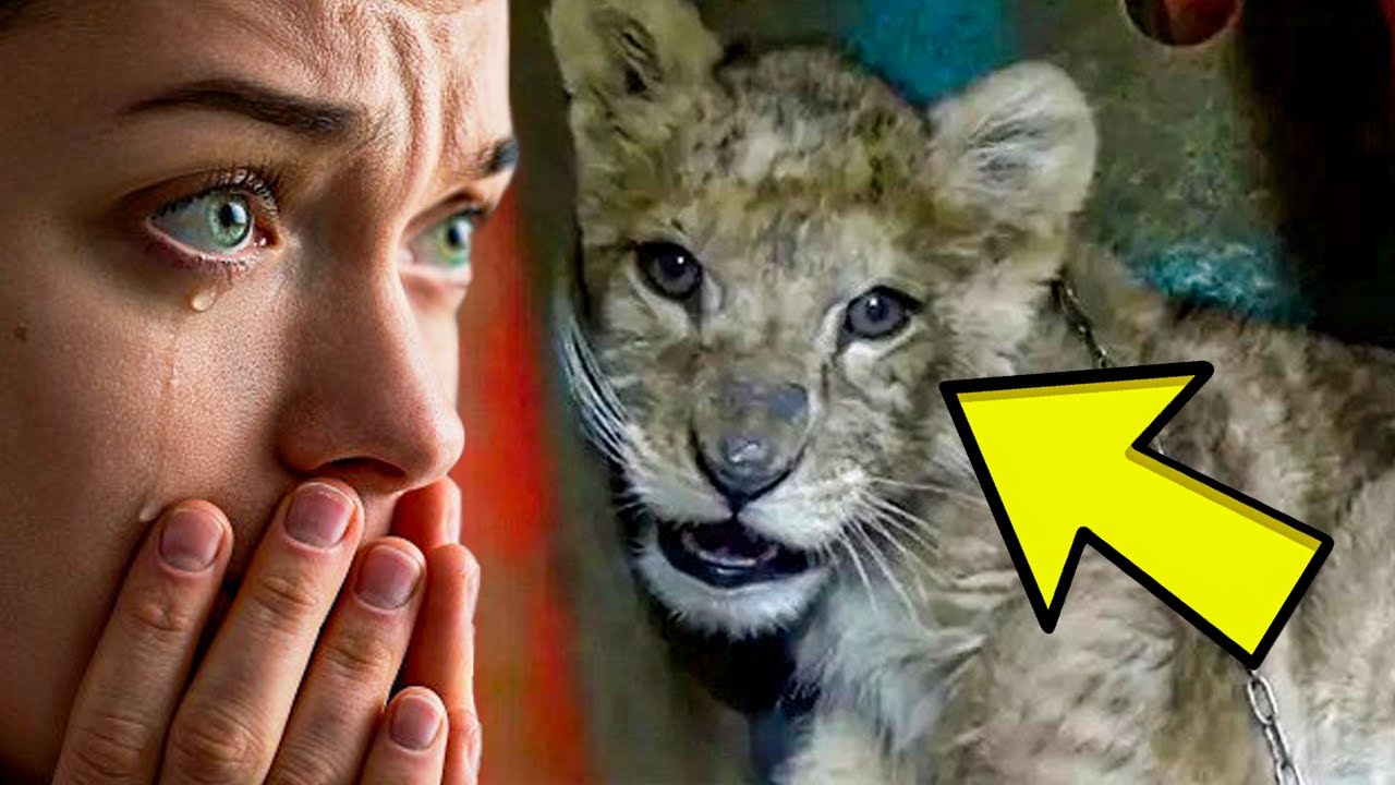 This Abused Lion Cub Was Close To Death, So Rescuers Knew They Had To Intervene.