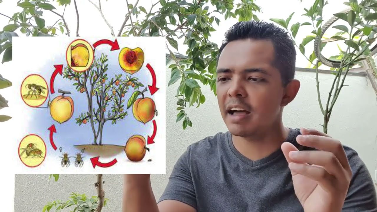 Frut&iacute;fera com frutos podres como resolver - Manga | Goiaba | Pinha