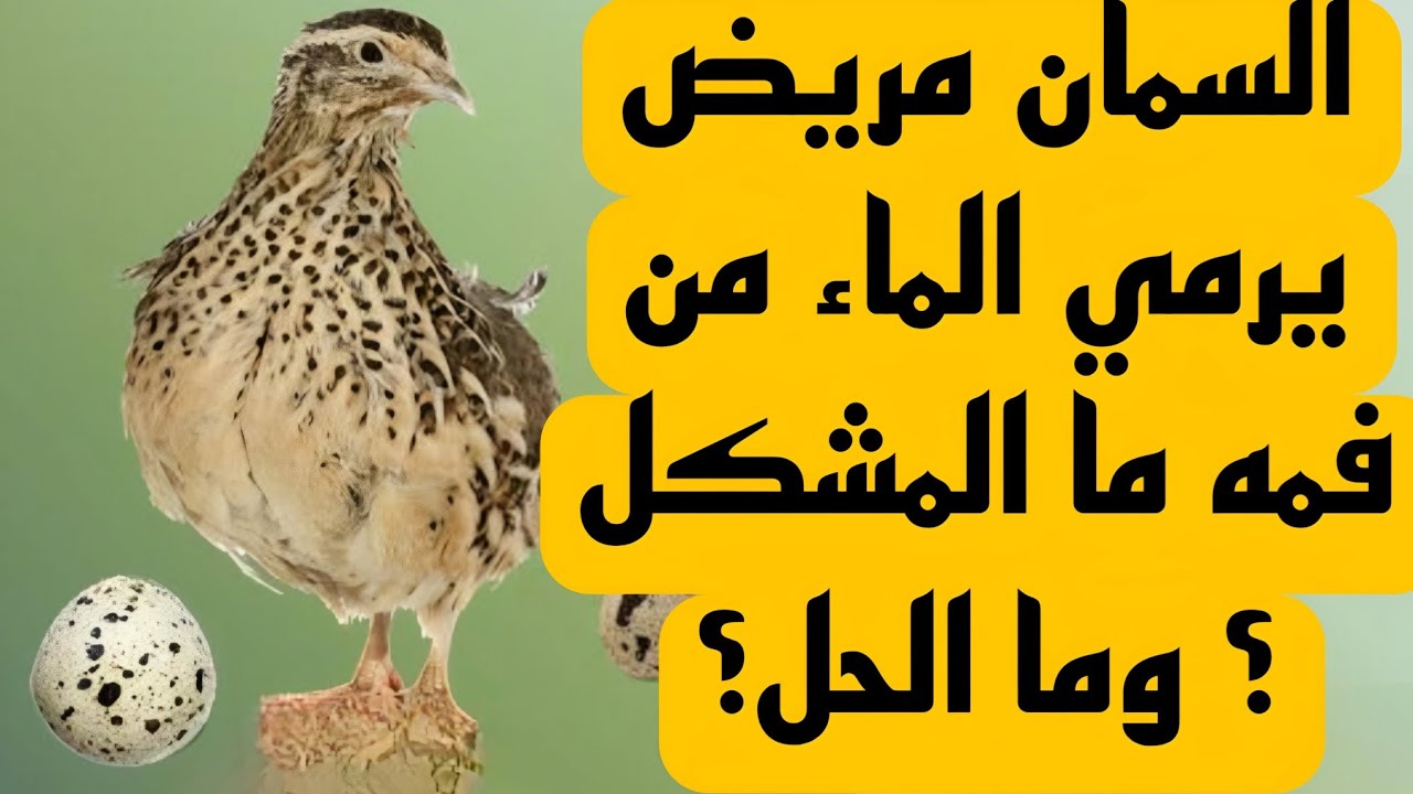 ⚠️ مرض خطير يصيب السمان! يرمي الماء من فمه | الأسباب والعلاج الفوري 🐥🚑