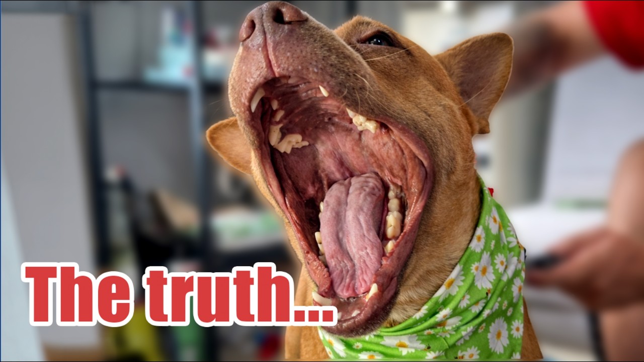 Не все согласятся, но это лучшее решение для этой непростой, но милой уличной собаки.