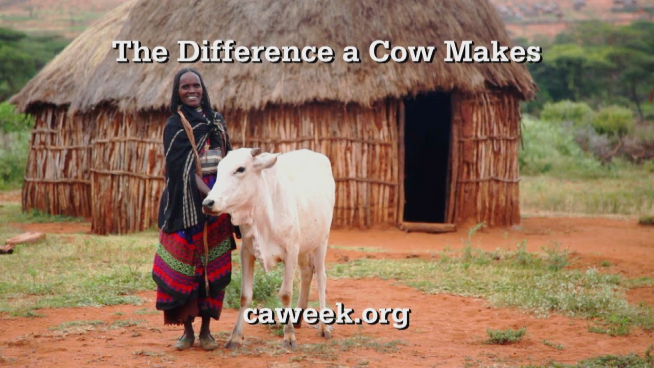 Christian Aid Week 2015: The Difference a Cow Makes